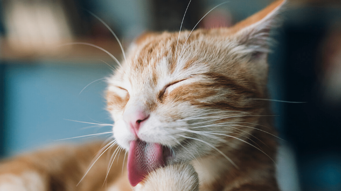 حساسية القطط