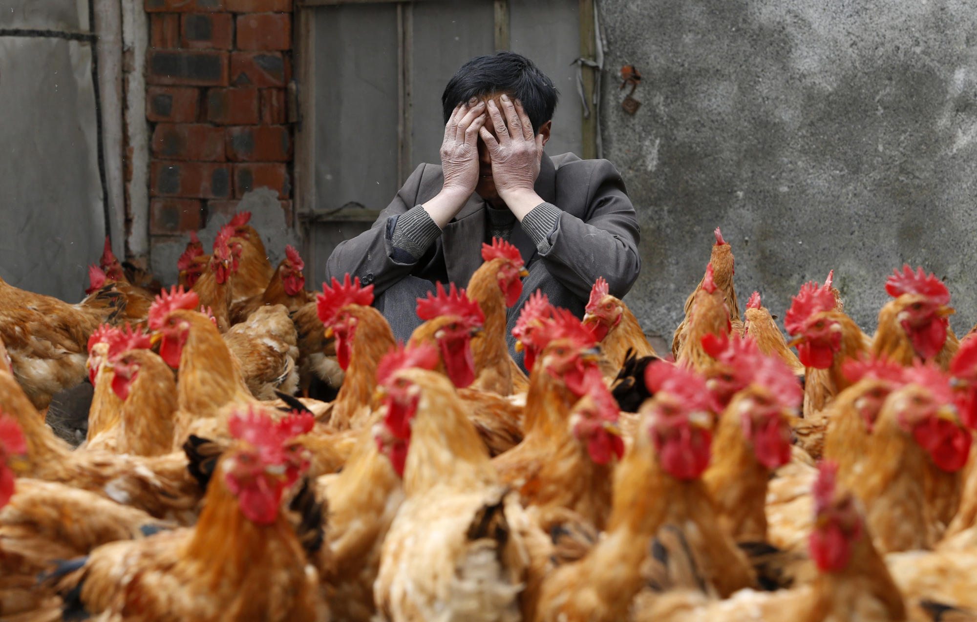 الصين تسجل أول إصابة بشرية بسلالة من إنفلونزا الطيور