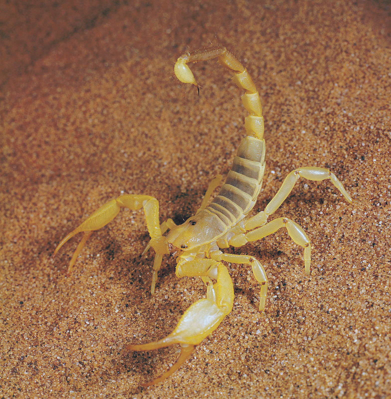 Animals scorpions. Скорпион Лейрус. Deathstalker Скорпион. Желтый толстохвостый Скорпион. Стрипедтальский Скорпион.