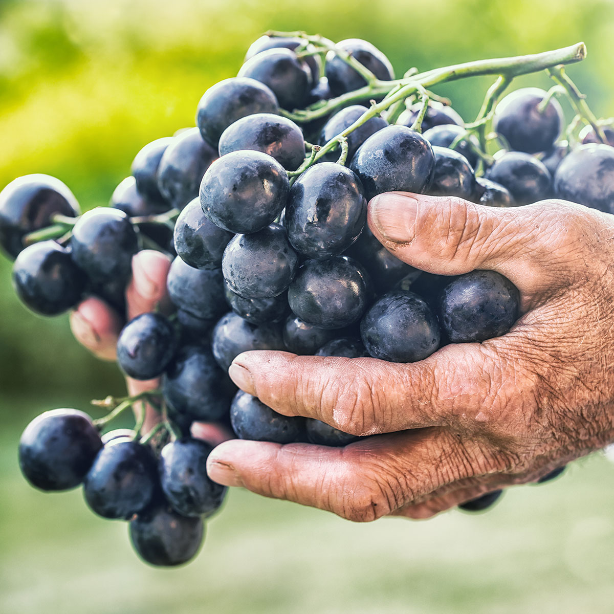 black-or-blue-bunch-grapes-in-hand-old-senior-farmer-shutterstock_717869458.jpg