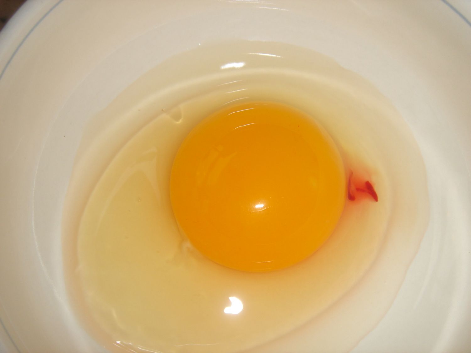 Как узнать есть ли в яйце зародыш. Желток куриного яйца. Оплодотворенное куриное яйцо.