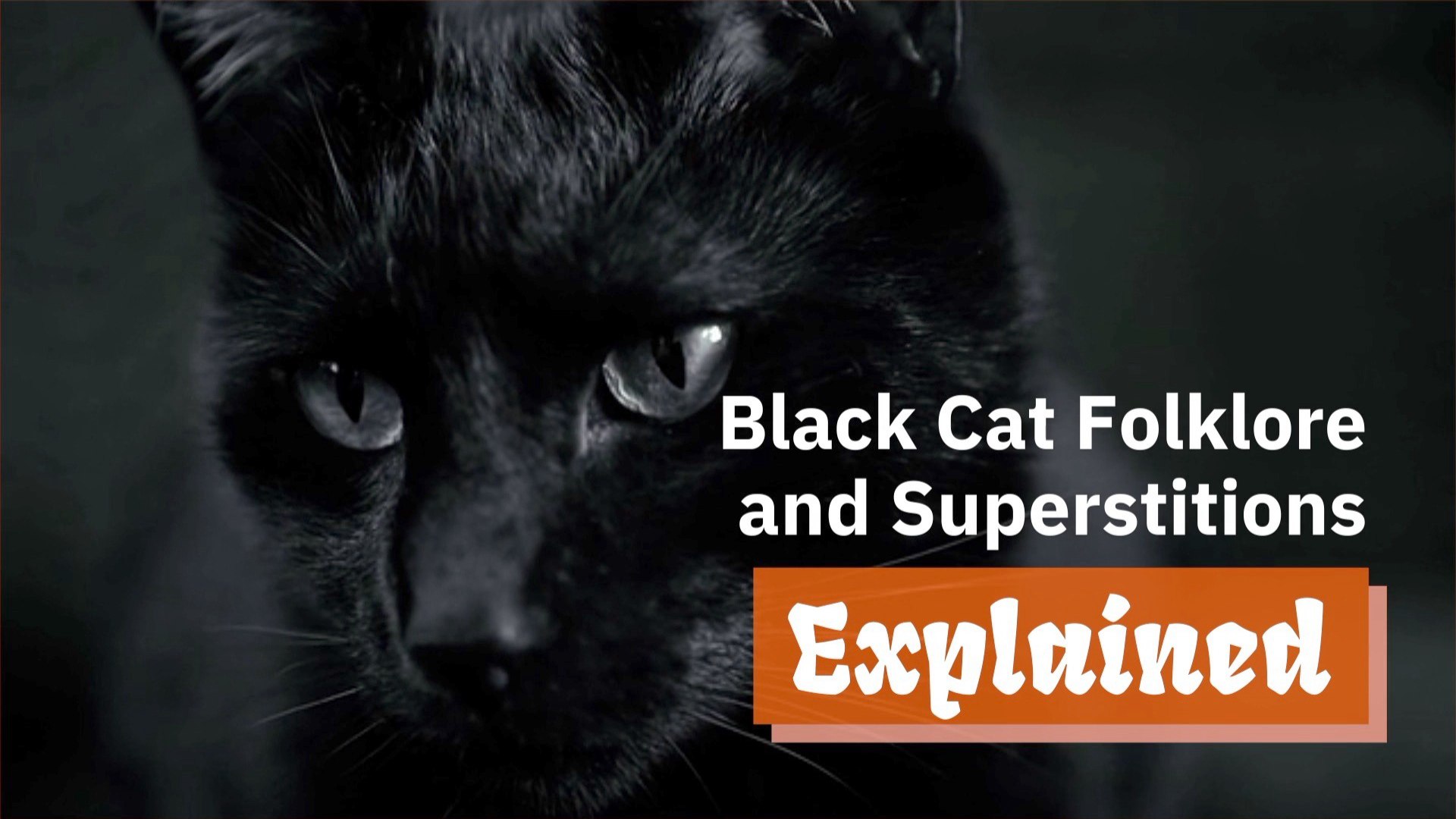 الخرافات وراء القطط السوداء