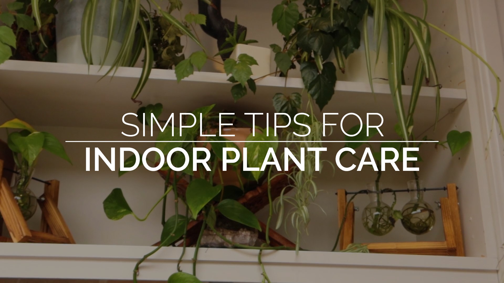 نصائح بسيطة لرعاية النباتات الداخلية