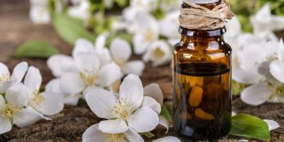 نباتات منزلية تجعل رائحة منزلك جميلة ومنعشة