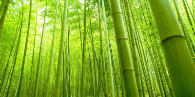 فوائد نبات البامبو للجسم..وطريقة طبخه وتناوله في المنزل