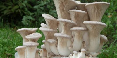 7 من فوائد فطر المحار الصحية المذهلة