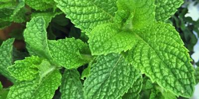 8 فوائد سحرية لأوراق النعناع.. أبرزها القضاء على حب الشباب