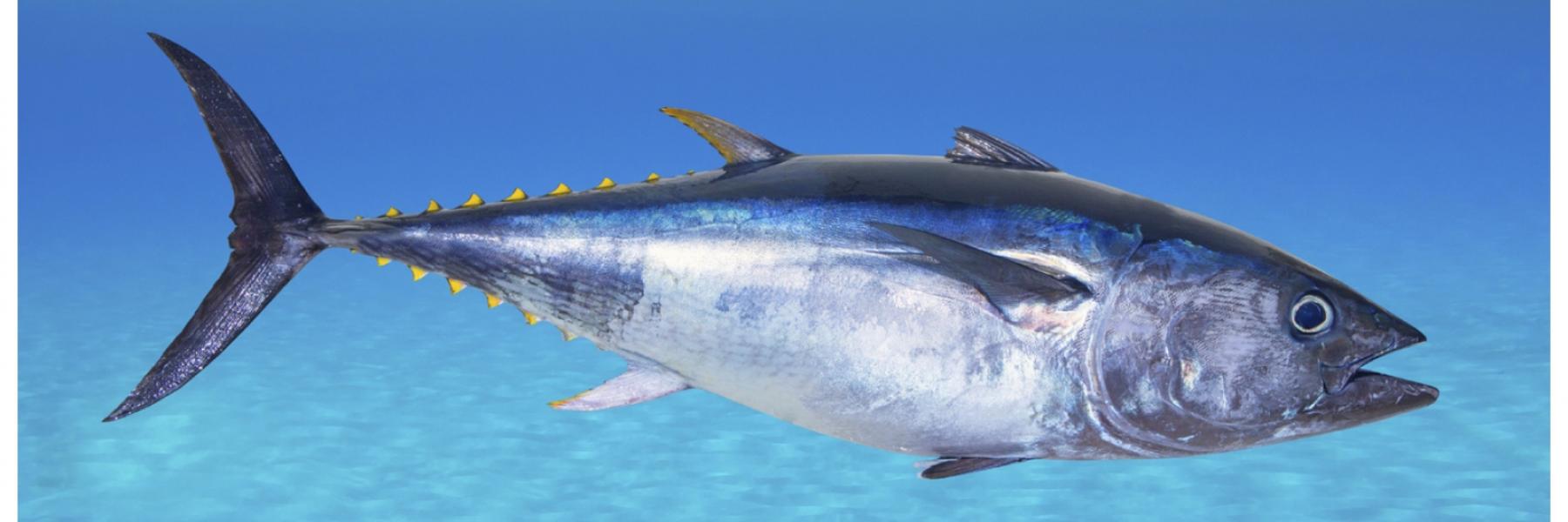 سمك التونة قد يمنح البشرة بعض الحماية من حروق الشمس، نظرًا لكونه من مضادات الأكسدة لكنه بالطبع لا يغني عن استخدام واقي الشمس