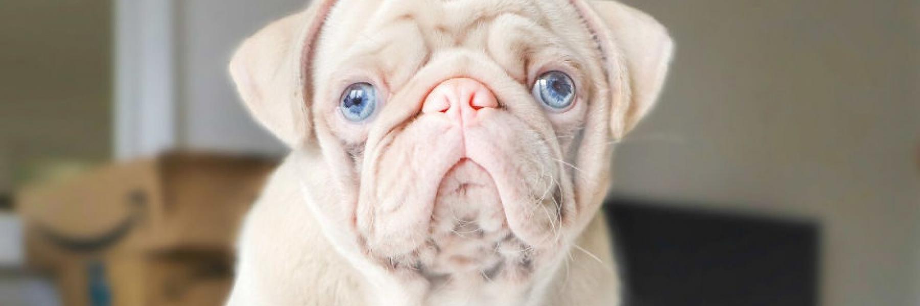  كلب نادر يخطف الأنظار بأنفه الوردي وعيونه الزرقاء