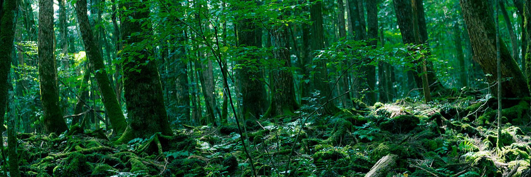 8 حقائق مرعبة لم تعرفها من قبل عن غابة الانتحار في اليابان