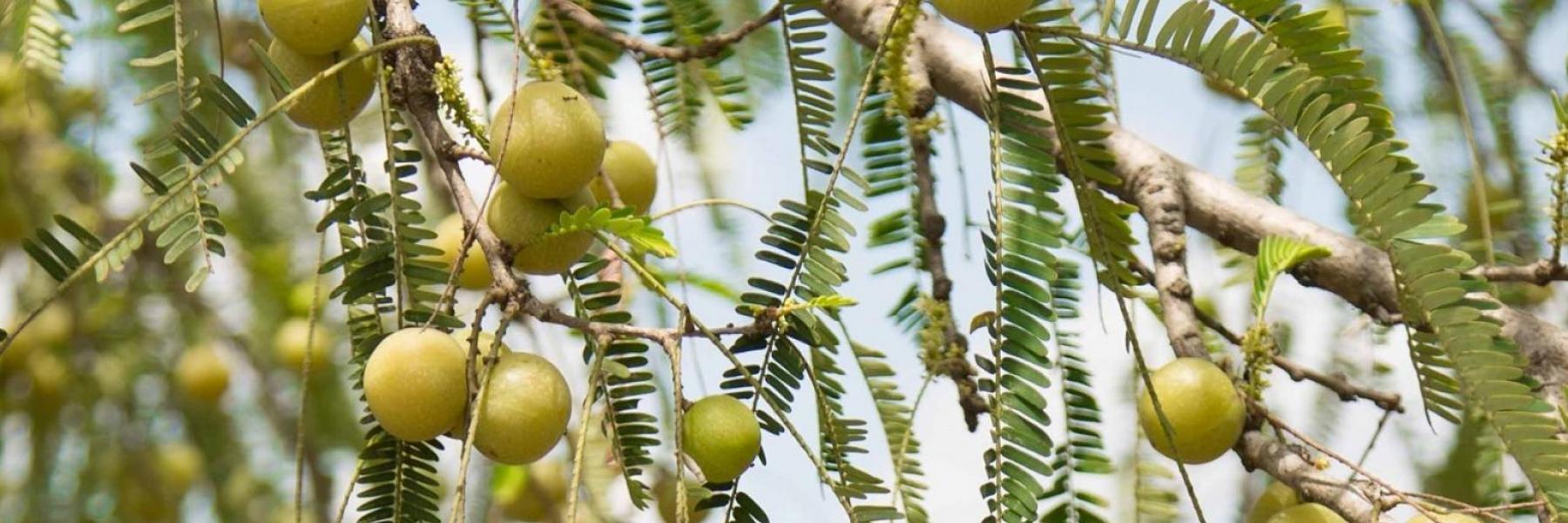 فوائد عصير الأملا..تعرفي عليها