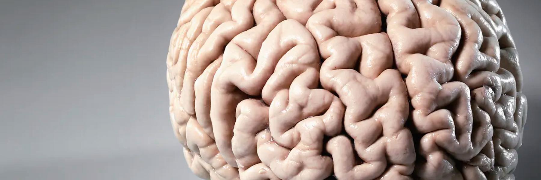 7 أطعمة مهمة لتعزيز صحة الدماغ والذاكرة