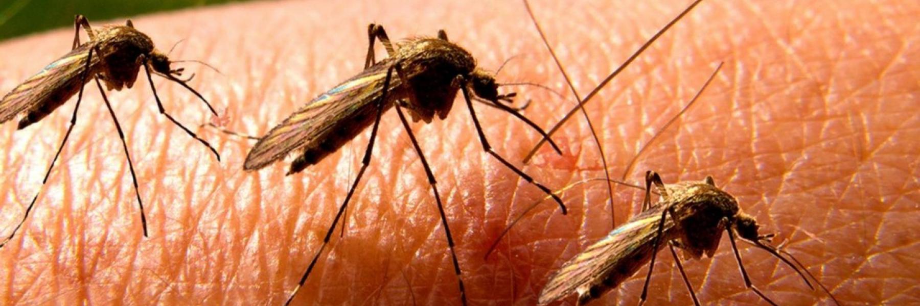 10 طرق طبيعية للتخلص من البعوض في منزلك