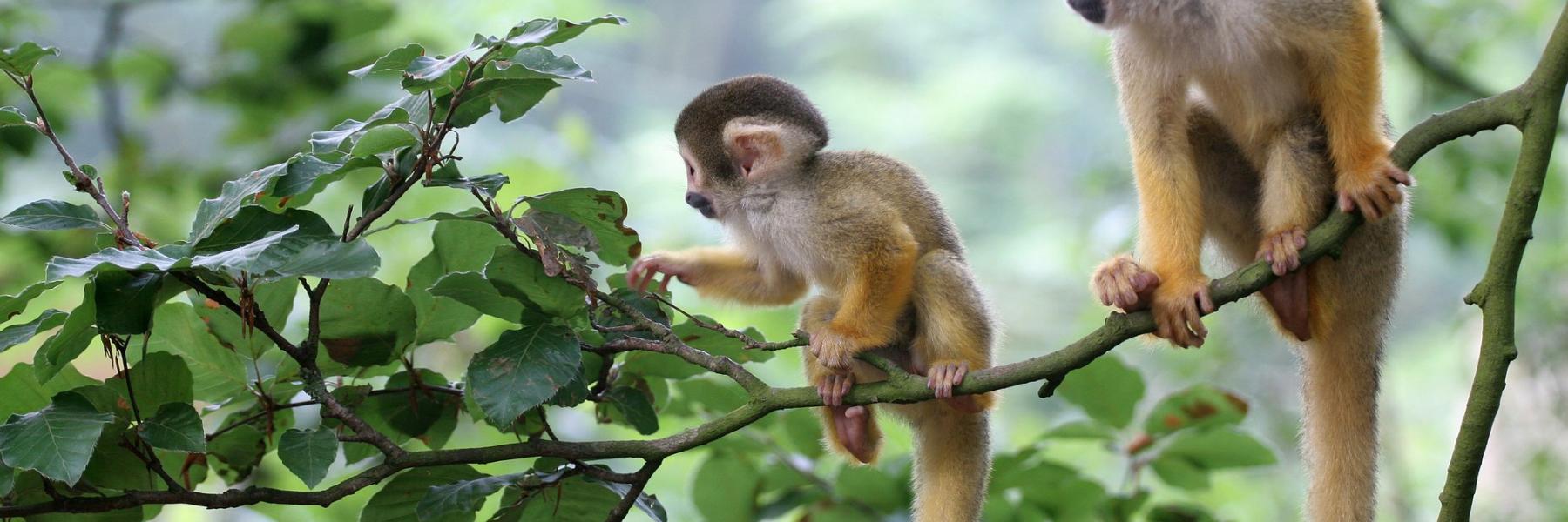 دراسة تكشف تبني إناث القردة أيتام المجموعات الأخرى