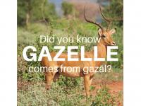 Gazelle - غزال