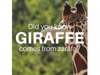 Giraffe - زرافة
