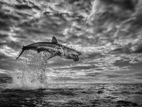 سمكة قرش من تصوير "كريس فالوز" ، تسمى اللؤلؤة ، بعد التقاطها في أغسطس 2020