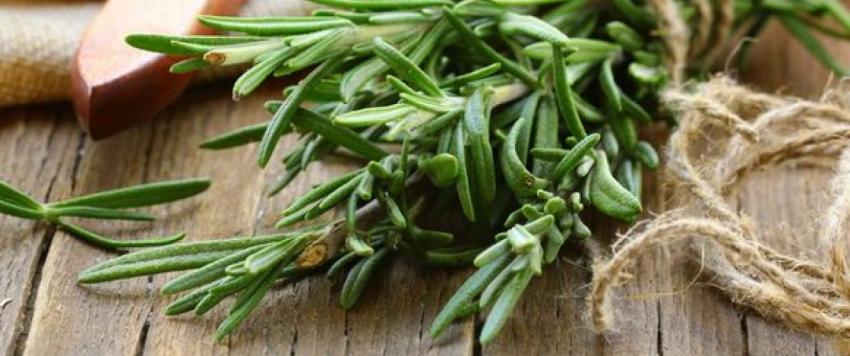 فوائد وأضرار إكليل الجبل