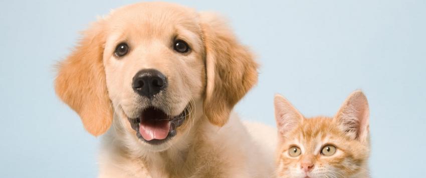 الدورة الشهرية عند الحيوانات