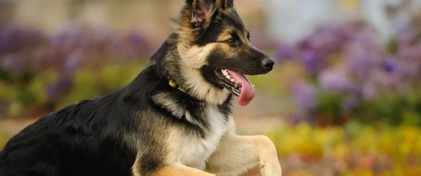 الكلب في الحلم