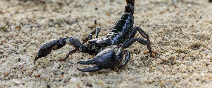 تفسير حلم العقرب بمختلف تأويلاته