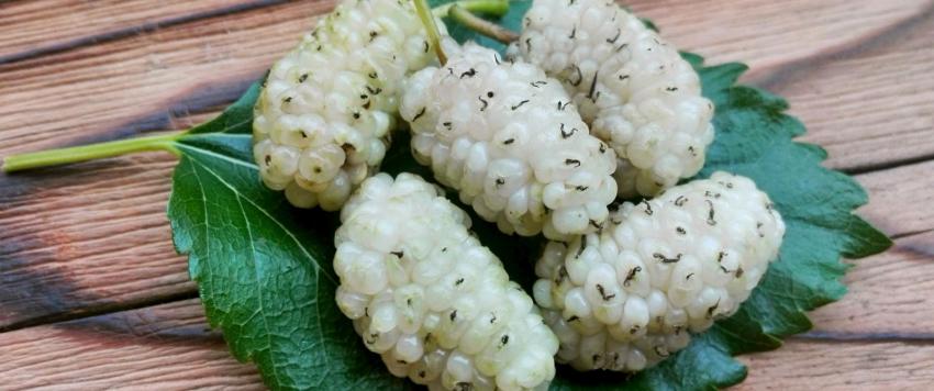 فوائد التوت الأبيض الصحية وبعض آثاره الجانبية