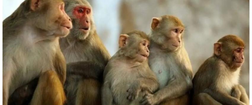 جدري القرود