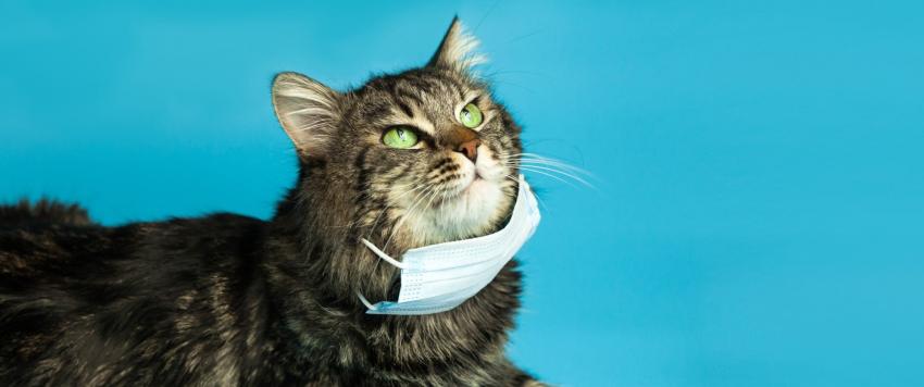 الحيوانات الأليفة