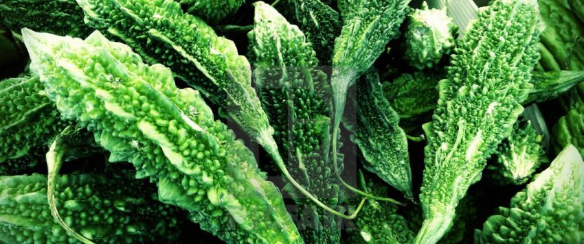 6 من فوائد القرع المر الصحية والمفيدة للجسم