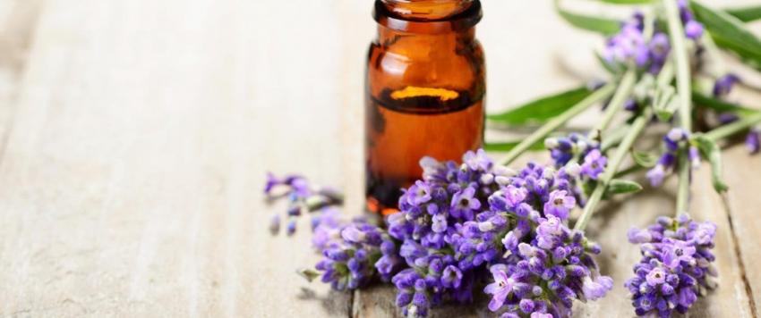 زيت اللافندر