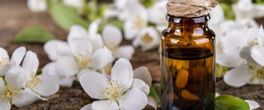 نباتات منزلية تجعل رائحة منزلك جميلة ومنعشة