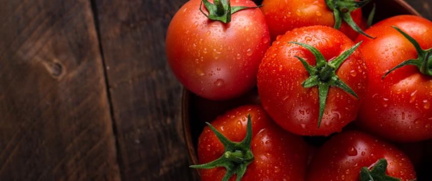 الطماطم