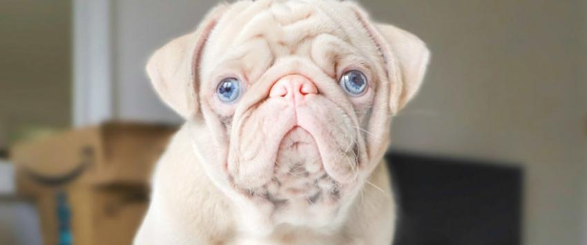  كلب نادر يخطف الأنظار بأنفه الوردي وعيونه الزرقاء