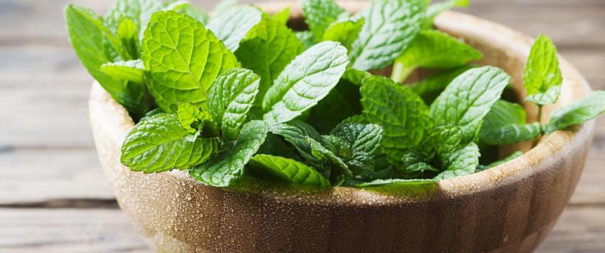 هذا ما يحدث لجسمك عند تناول النعناع كل يوم