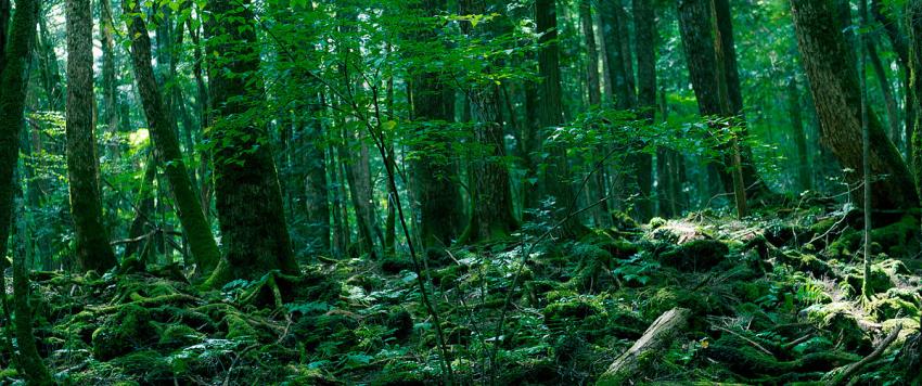 8 حقائق مرعبة لم تعرفها من قبل عن غابة الانتحار في اليابان