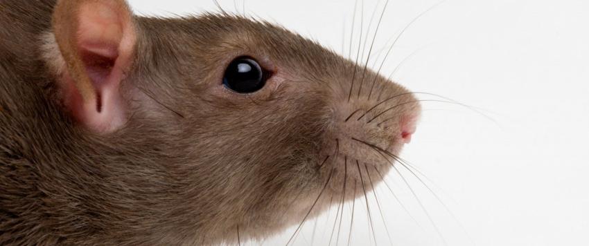 أكثر الأمراض فتكاً في تاريخ البشرية يعود من جديد!