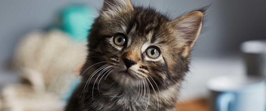 في اليوم العالمي للحيوان..شاهدي أبرز صور الحيوانات التي نالت جوائز عالمية!