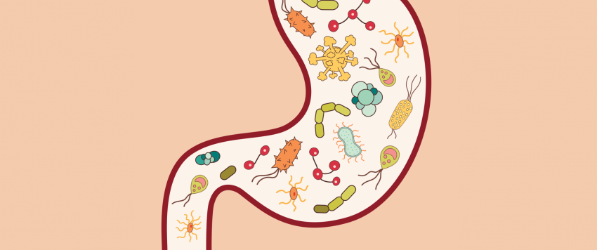 ميكروبات الأمعاء