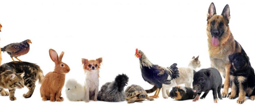 الحيوانات الأليفة