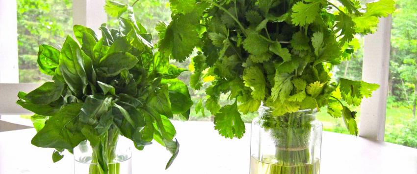 طريقة تخزين البقدونس والكزبرة طازجة لشهور طويلة