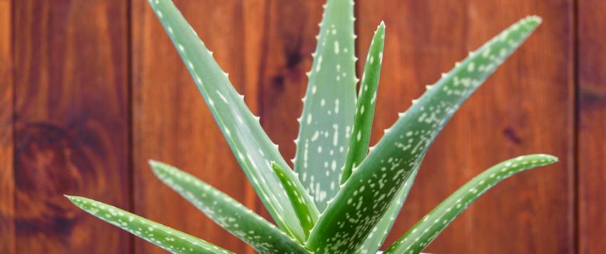 ألوفيرا