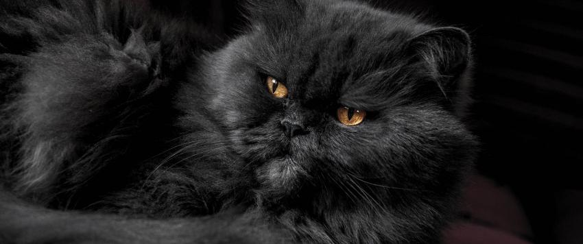 قطة سوداء