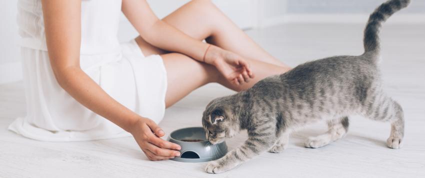 5 أخطاء شائعة عند إطعام القطط يجب التوقف عن تكرارها اليوم