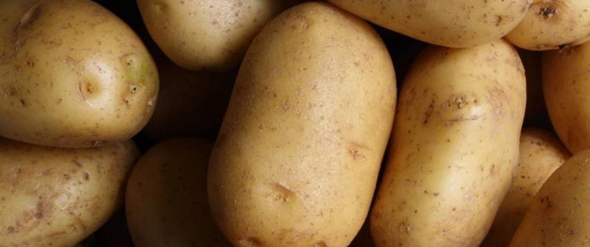 البطاطا