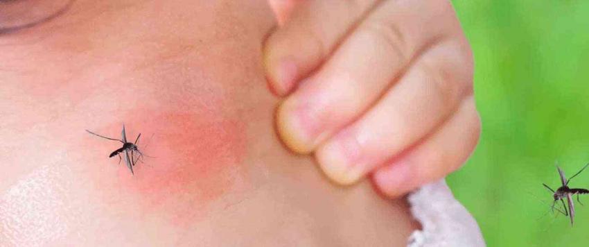 قرص الناموس