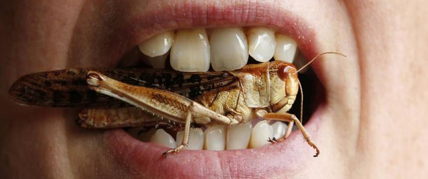 أكل الصراصير