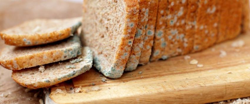 تعفن الخبز ما هي أخطاره؟