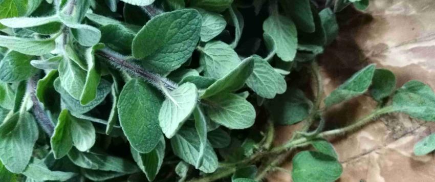 الزعتر الأخضر