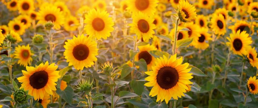 5 أطعمة يجب إدراجها لنظامك الغذائي لزيادة الخصوبة