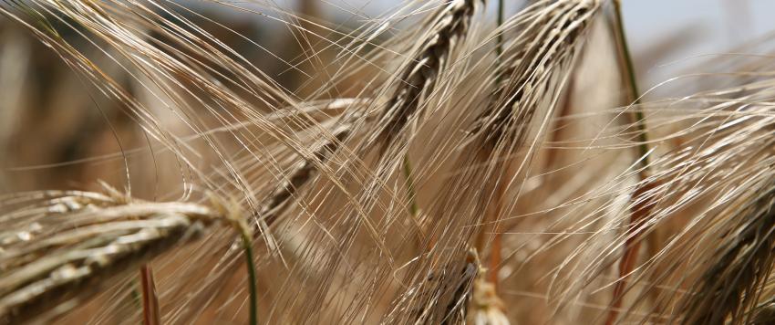 هذه الأعراض تخبرك أن لديك حساسية ضد الغلوتين